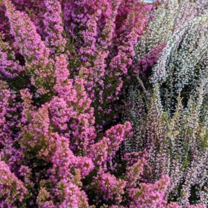 Brezo es el nombre que reciben las ericas y callunas, dos géneros de arbustos de hermosa y abundante floración en los meses más frís del añ