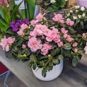 centros de azaleas rosas con jarrón blanco, muy decorativo