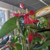 El Anthurium es una fuerte y llamativa planta de de espectaculares y brillantes flores rojas.