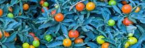 Solanum o Tomate enano