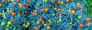Solanum o Tomate enano