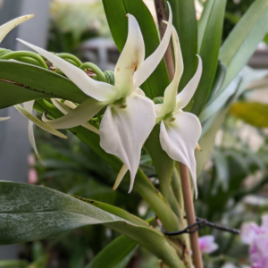 orquidea angraecum everglade