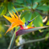 Bird of paradise Strelitzia