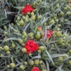 Dianthus Carnelis