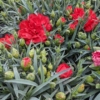 Dianthus Carnelis