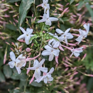 Jasminum polyanthum o jazmín chino
