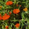 Mesembryanthemum criniflorum Mesem, Alfombra mágica, Margarita de Livingstone