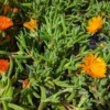 Mesembryanthemum criniflorum Mesem, Alfombra mágica, Margarita de Livingstone