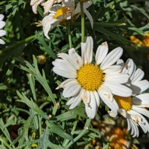 Argyranthemum frutescens o margarita