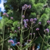 La Verbena bonariensis, o verbena de Buenos Aires